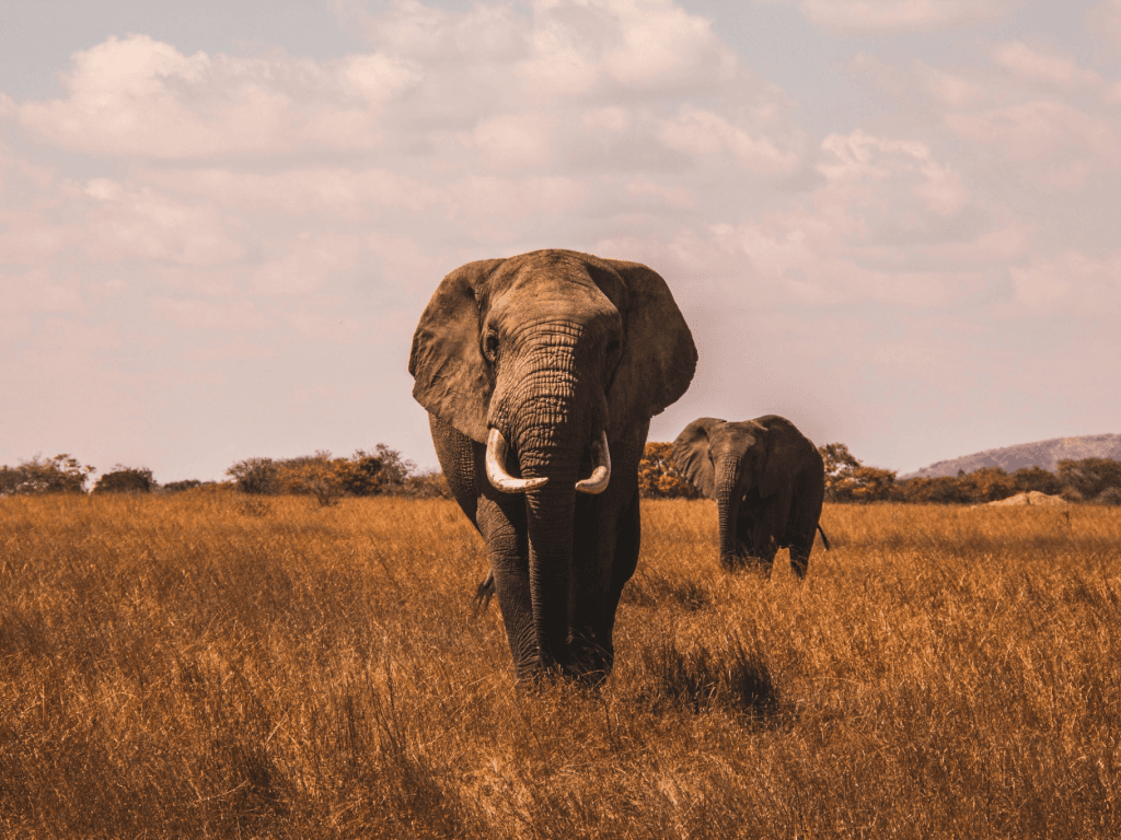 Plant & Animal Growth Image